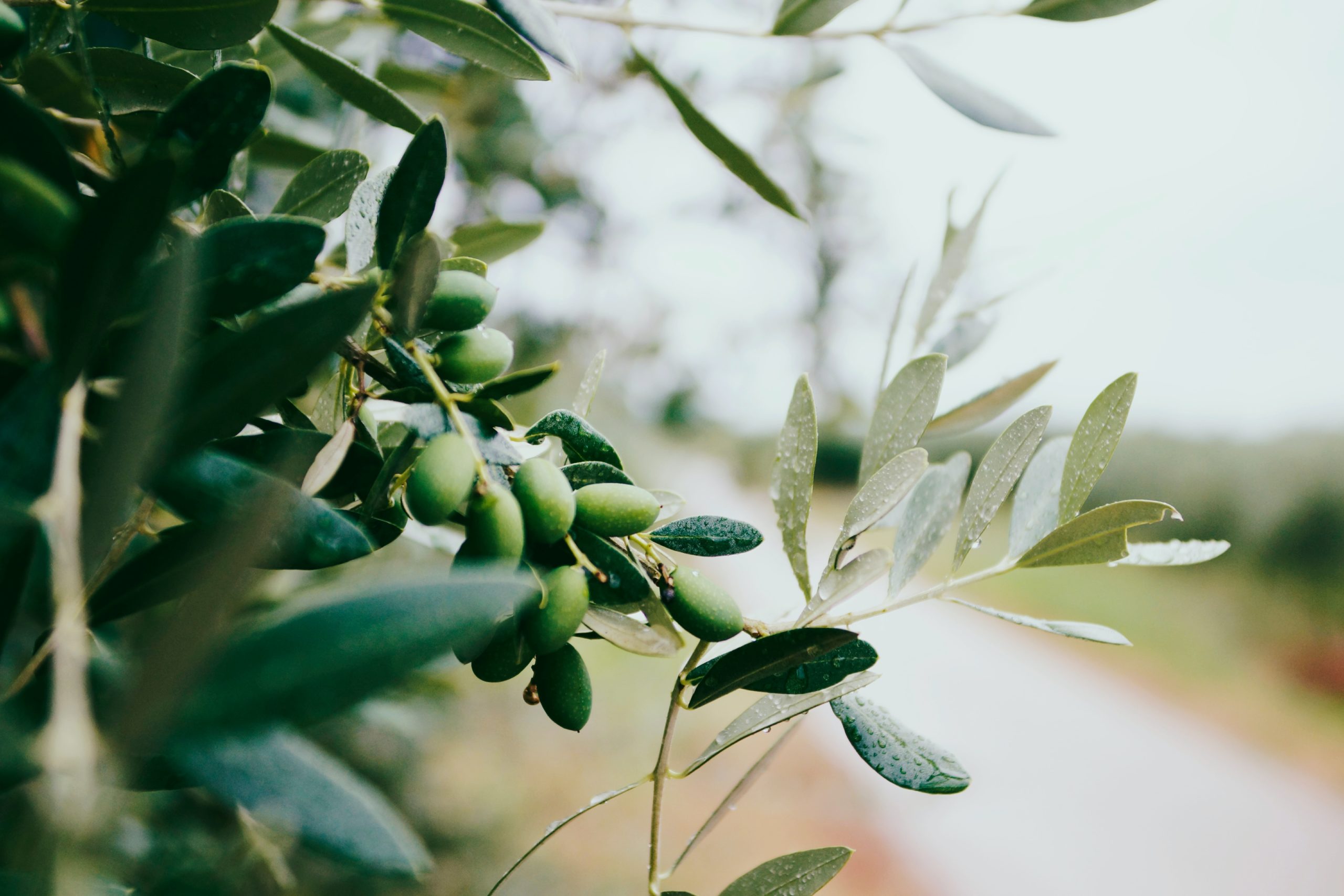 The Many Benefits of Olive Leaf