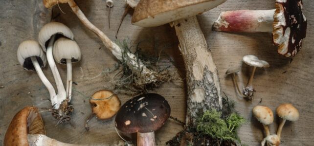 The Magic of Mushrooms